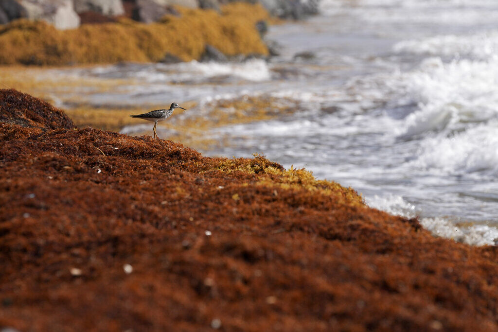 Caribbean Seaweed Struggles